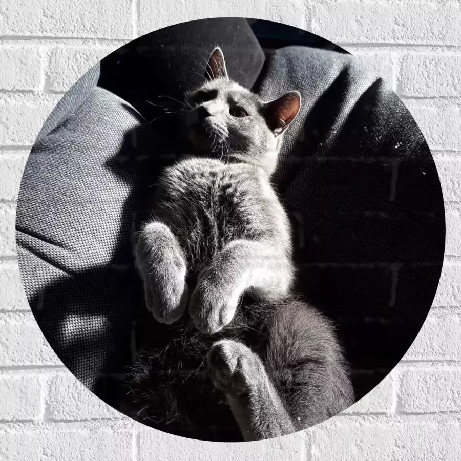 WallClassics Muursticker Cirkel Grijze Luie Kat op de Bank 60x60 cm Foto op Muursticker