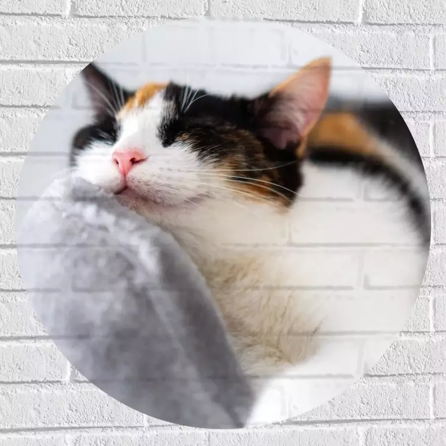 WallClassics Muursticker Cirkel Lapjeskat Liggend op Grijze Bank 70x70 cm Foto op Muursticker