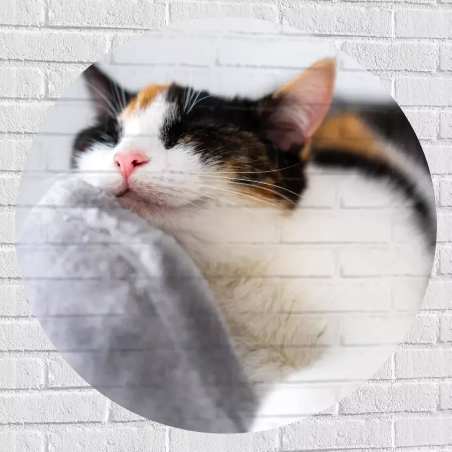 WallClassics Muursticker Cirkel Lapjeskat Liggend op Grijze Bank 90x90 cm Foto op Muursticker