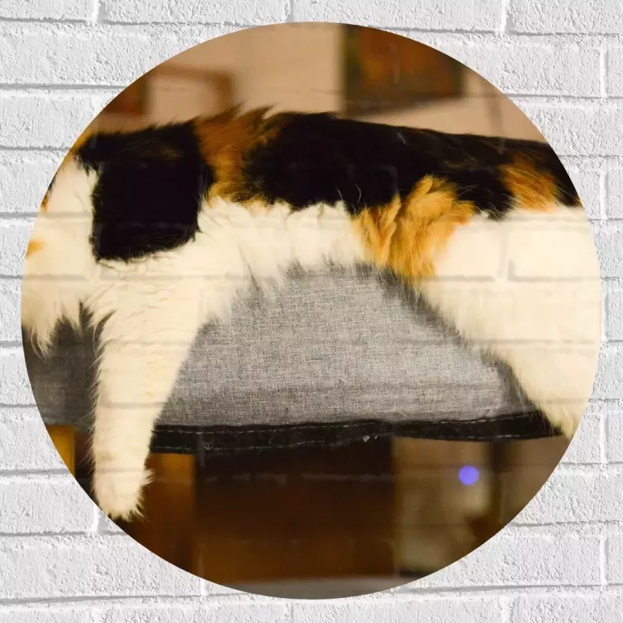 WallClassics Muursticker Cirkel Luie Lapjeskat liggend op Poef 70x70 cm Foto op Muursticker