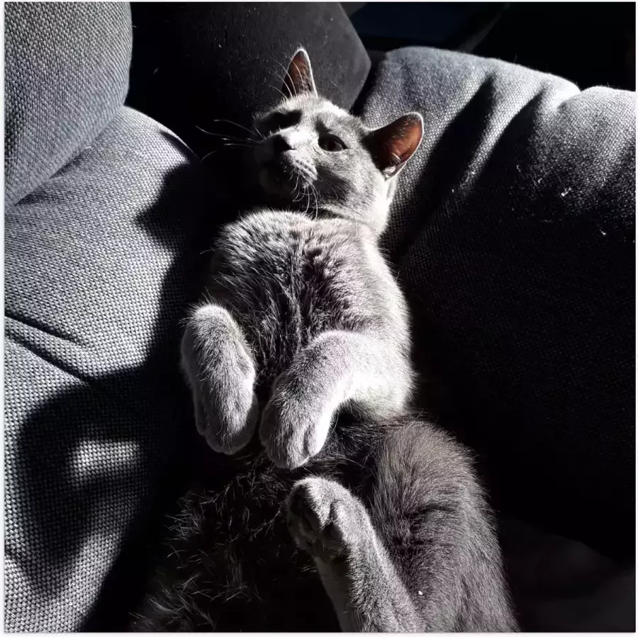 WallClassics Poster Glanzend – Grijze Luie Kat op de Bank 50x50 cm Foto op Posterpapier met Glanzende Afwerking