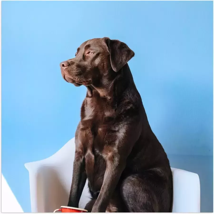 WallClassics Poster Glanzend – Grote Hond Zittend op Stoel met Kop Koffie 100x100 cm Foto op Posterpapier met Glanzende Afwerking