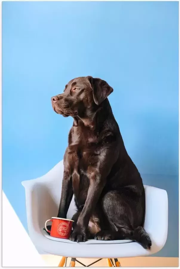 WallClassics Poster Glanzend – Grote Hond Zittend op Stoel met Kop Koffie 70x105 cm Foto op Posterpapier met Glanzende Afwerking
