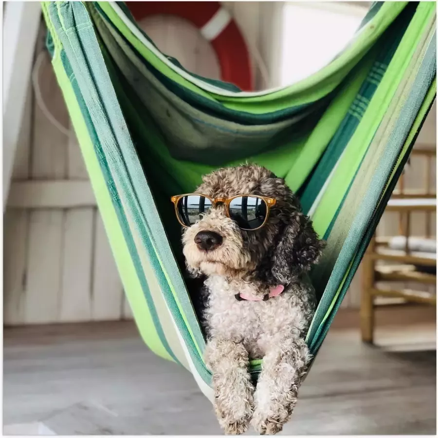 WallClassics Poster Glanzend – Liggende Hond in Hangmat met Zonnebril 50x50 cm Foto op Posterpapier met Glanzende Afwerking