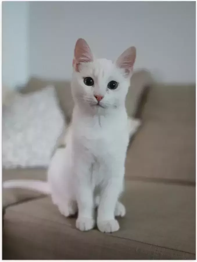 WallClassics Poster Glanzend – Witte Kat Zittend op de Bank 60x80 cm Foto op Posterpapier met Glanzende Afwerking