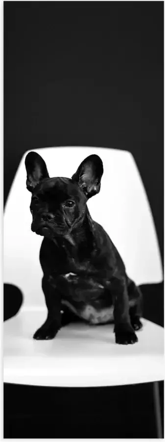 WallClassics Poster Glanzend – Zwarte zittende Hond op Witte Stoel 40x120 cm Foto op Posterpapier met Glanzende Afwerking