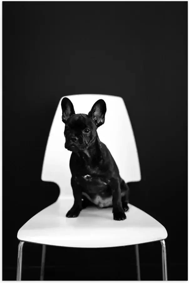 WallClassics Poster Glanzend – Zwarte zittende Hond op Witte Stoel 60x90 cm Foto op Posterpapier met Glanzende Afwerking