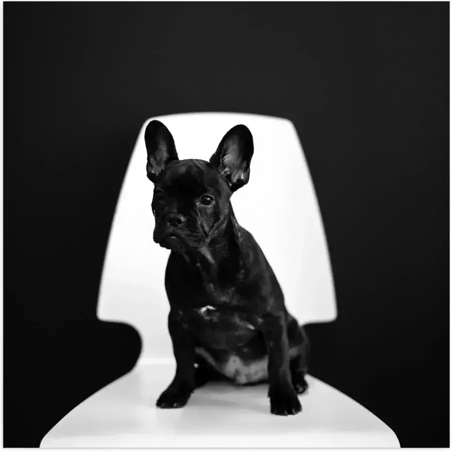 WallClassics Poster Glanzend – Zwarte zittende Hond op Witte Stoel 80x80 cm Foto op Posterpapier met Glanzende Afwerking