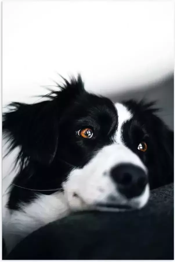 WallClassics Poster Glanzend – Zwart Witte Hond op de Bank 40x60 cm Foto op Posterpapier met Glanzende Afwerking