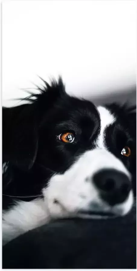 WallClassics Poster Glanzend – Zwart Witte Hond op de Bank 50x100 cm Foto op Posterpapier met Glanzende Afwerking