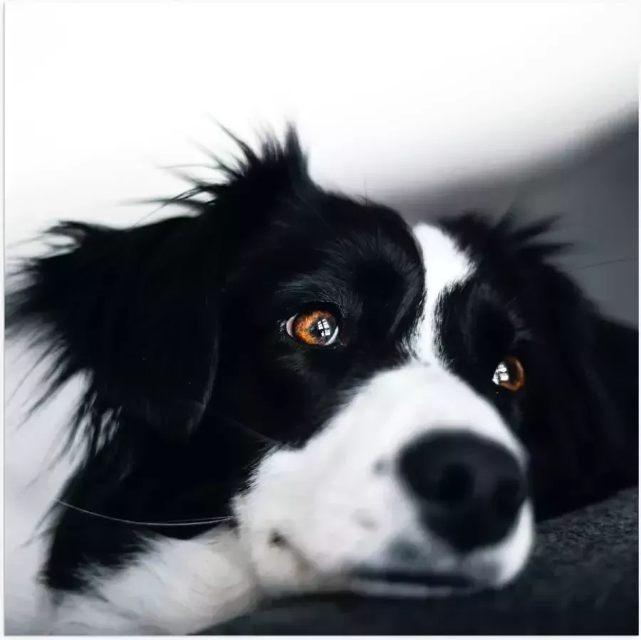 WallClassics Poster Glanzend – Zwart Witte Hond op de Bank 50x50 cm Foto op Posterpapier met Glanzende Afwerking
