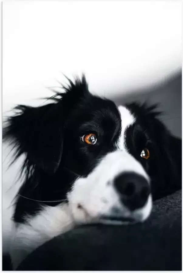 WallClassics Poster Glanzend – Zwart Witte Hond op de Bank 50x75 cm Foto op Posterpapier met Glanzende Afwerking