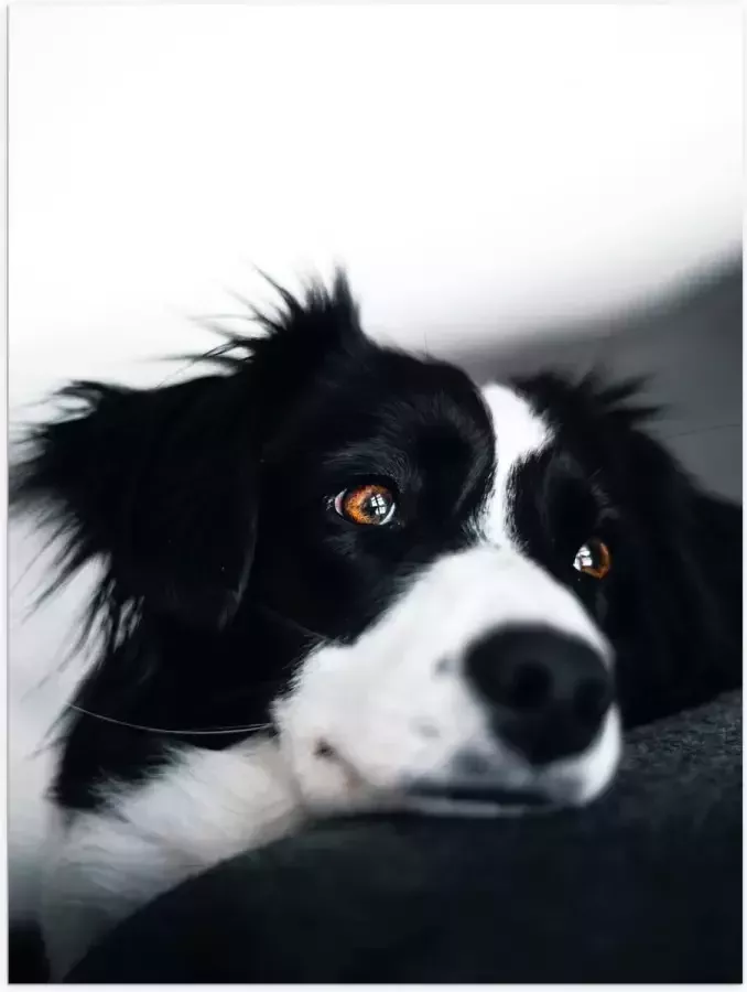 WallClassics Poster Glanzend – Zwart Witte Hond op de Bank 75x100 cm Foto op Posterpapier met Glanzende Afwerking