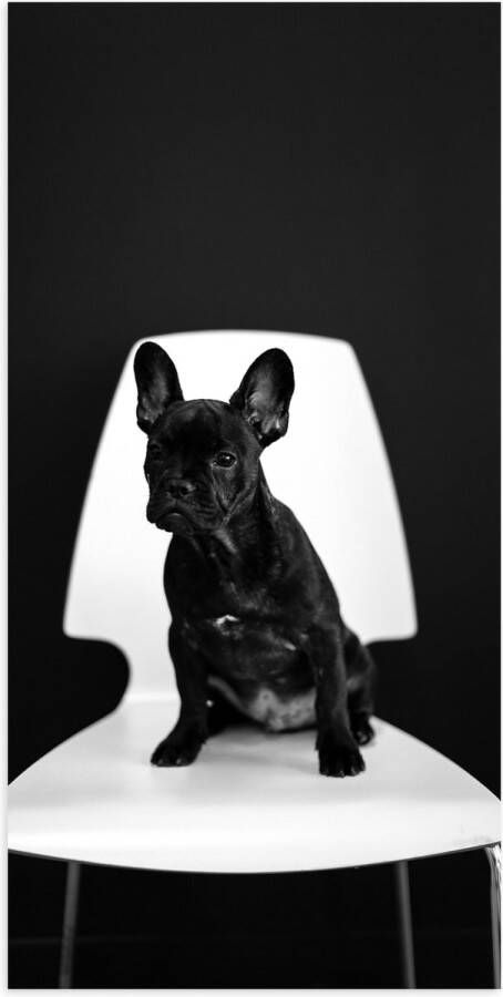 WallClassics Poster (Mat) Zwarte zittende Hond op Witte Stoel 50x100 cm Foto op Posterpapier met een Matte look