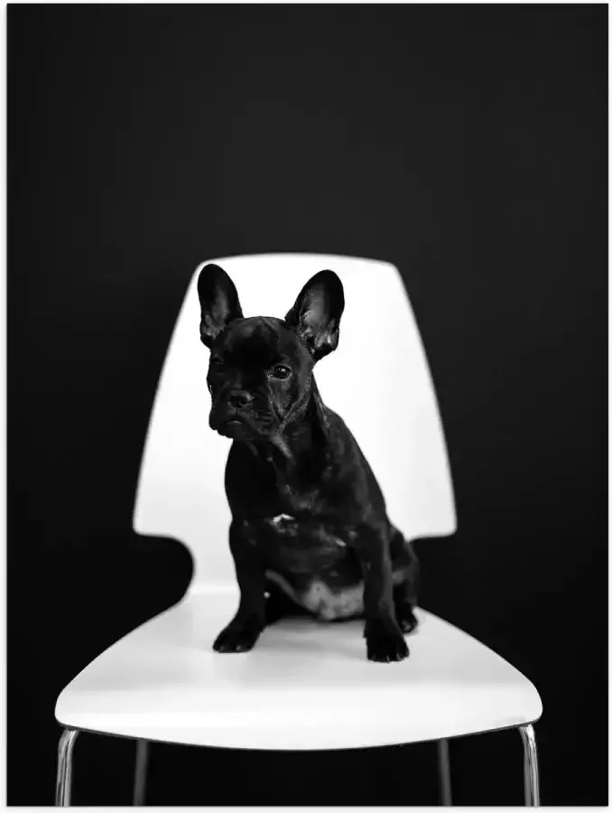 WallClassics Poster (Mat) Zwarte zittende Hond op Witte Stoel 60x80 cm Foto op Posterpapier met een Matte look