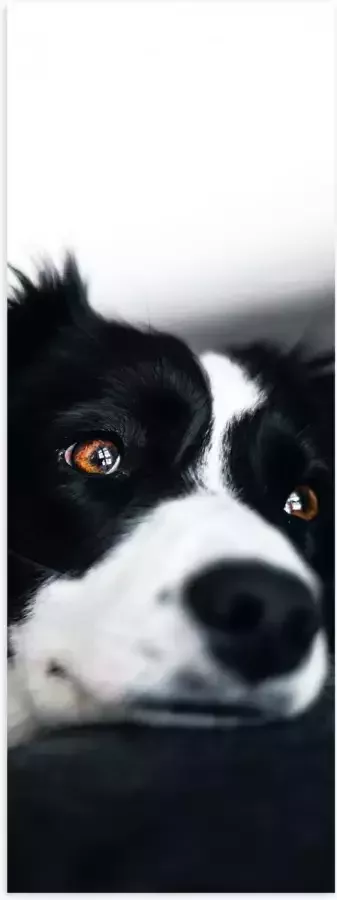 WallClassics Poster (Mat) Zwart Witte Hond op de Bank 30x90 cm Foto op Posterpapier met een Matte look