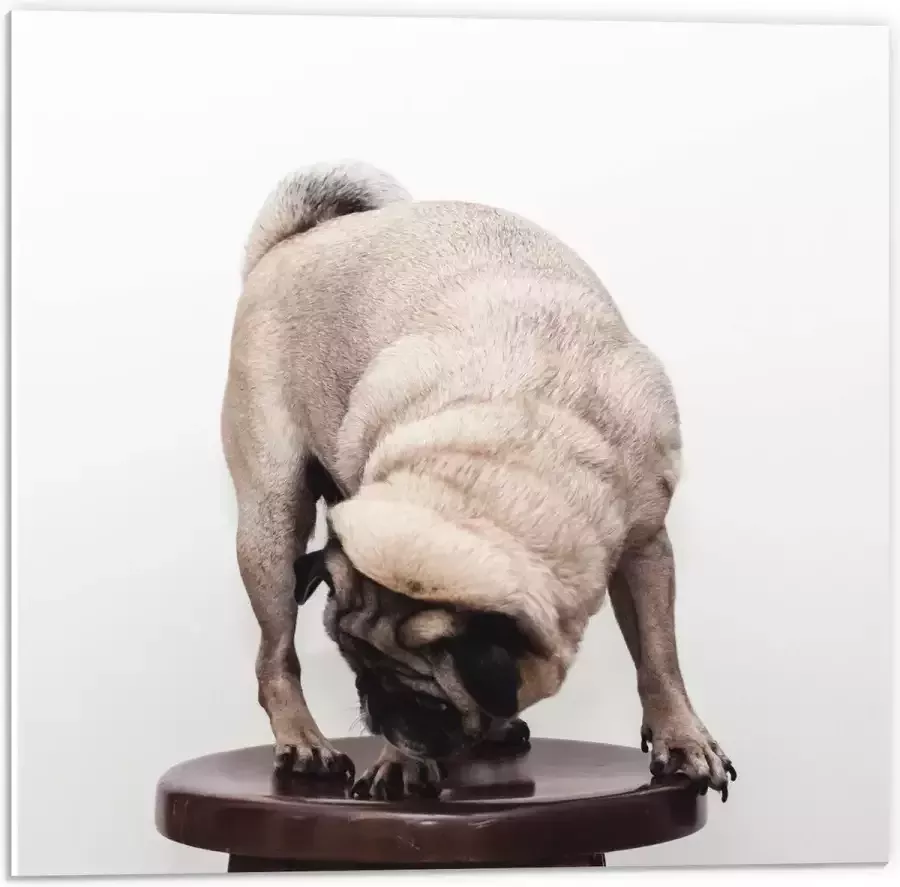 WallClassics PVC Schuimplaat Bruin Hondje op een Kruk Mopshond 50x50 cm Foto op PVC Schuimplaat (Met Ophangsysteem)