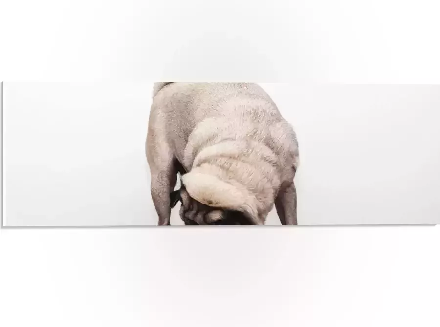 WallClassics PVC Schuimplaat Bruin Hondje op een Kruk Mopshond 60x20 cm Foto op PVC Schuimplaat (Met Ophangsysteem)