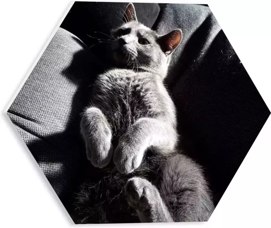 WallClassics PVC Schuimplaat Hexagon Grijze Luie Kat op de Bank 30x26.1 cm Foto op Hexagon (Met Ophangsysteem)