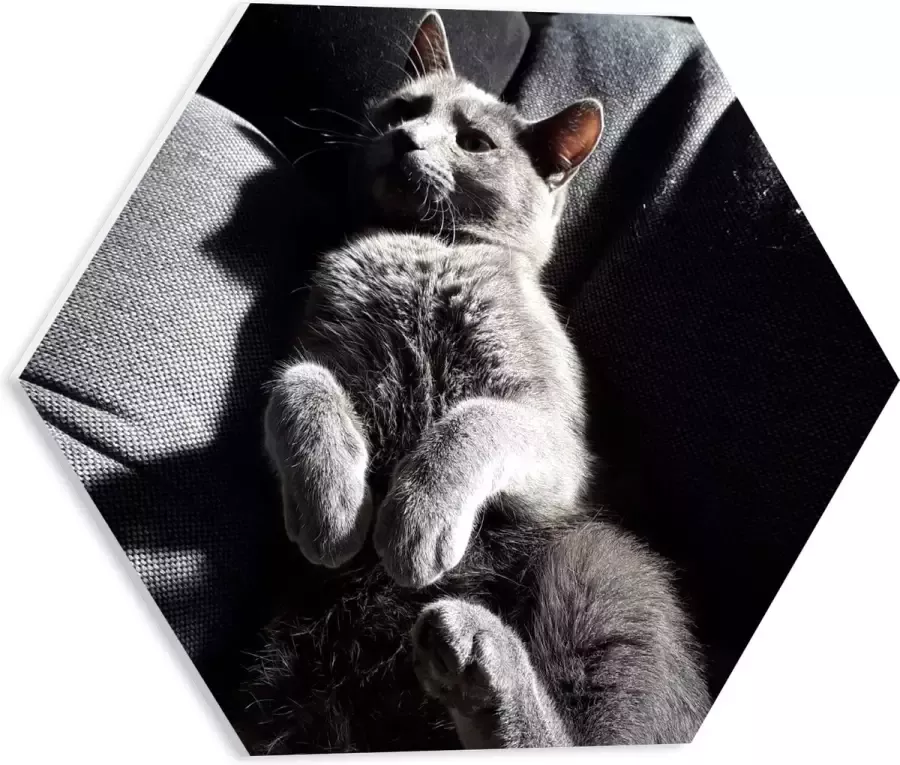 WallClassics PVC Schuimplaat Hexagon Grijze Luie Kat op de Bank 40x34.8 cm Foto op Hexagon (Met Ophangsysteem)