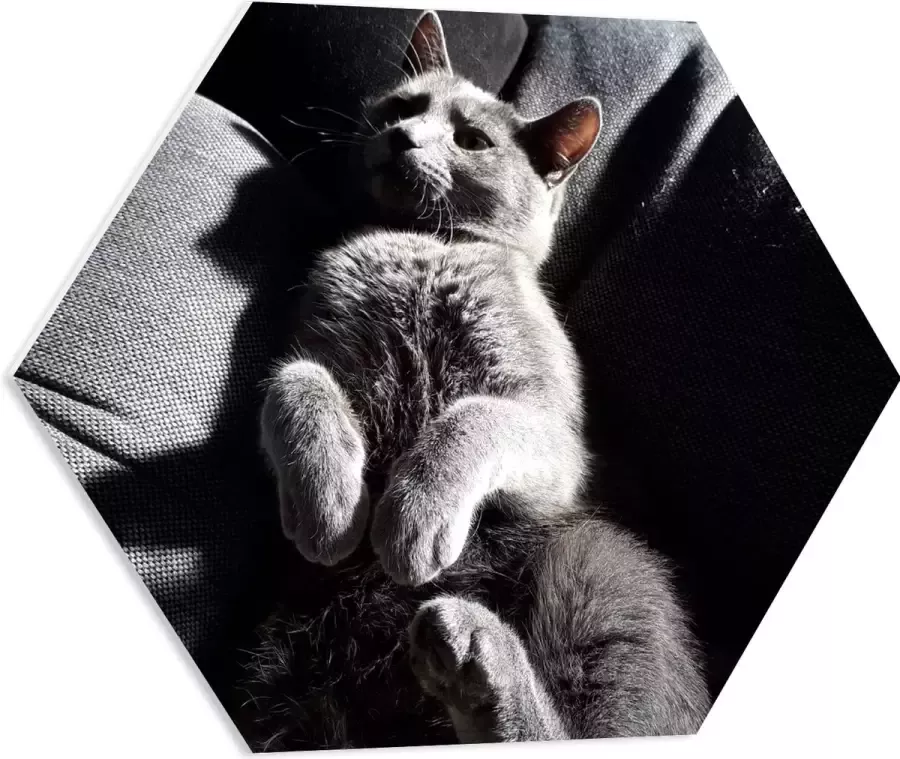 WallClassics PVC Schuimplaat Hexagon Grijze Luie Kat op de Bank 60x52.2 cm Foto op Hexagon (Met Ophangsysteem)