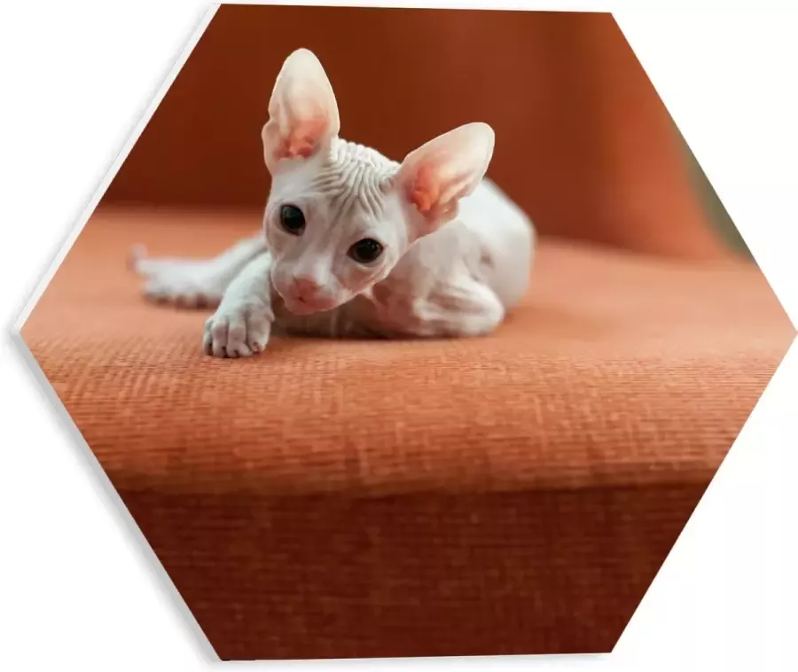 WallClassics PVC Schuimplaat Hexagon Naakte Kitten op een Oranje Stoel 30x26.1 cm Foto op Hexagon (Met Ophangsysteem)
