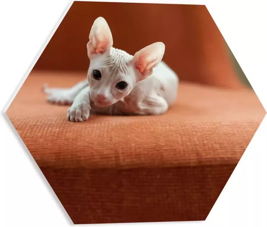 WallClassics PVC Schuimplaat Hexagon Naakte Kitten op een Oranje Stoel 40x34.8 cm Foto op Hexagon (Met Ophangsysteem)