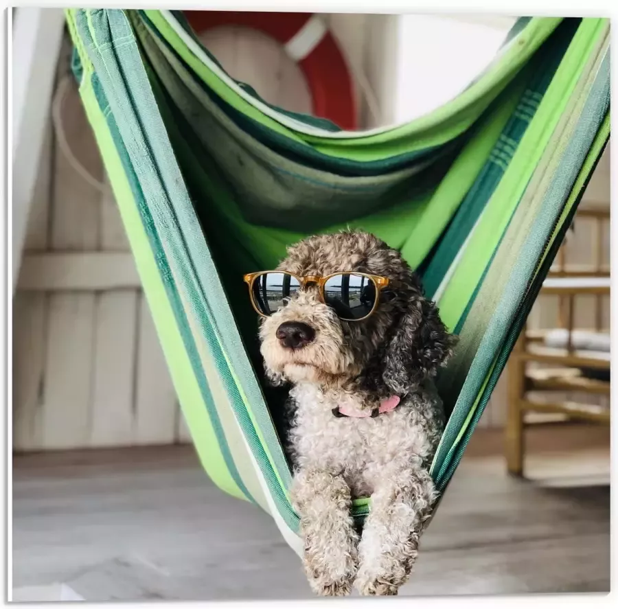WallClassics PVC Schuimplaat- Liggende Hond in Hangmat met Zonnebril 50x50 cm Foto op PVC Schuimplaat
