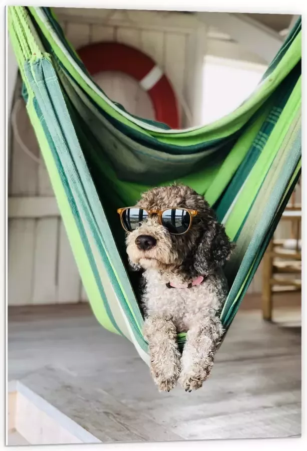 WallClassics PVC Schuimplaat Liggende Hond in Hangmat met Zonnebril 60x90 cm Foto op PVC Schuimplaat (Met Ophangsysteem)