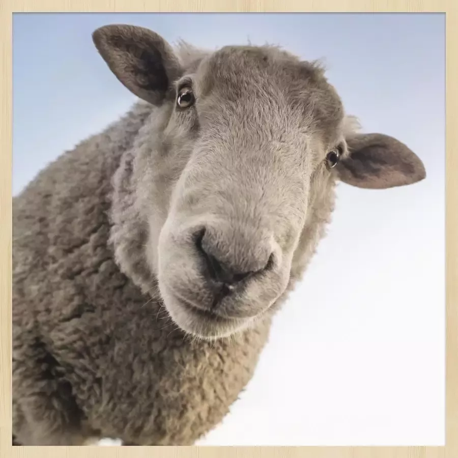 WANDKRAFT Schilderij schaap Collectie at the farm Forex met blanke lijst 148x98cm - Foto 1