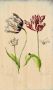 WANDKRAFT Schilderij bloem Collectie Botanical stories Hout met leren lussen 70x118cm - Thumbnail 3