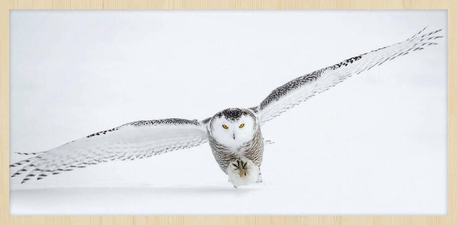 WANDKRAFT Schilderij uil Collectie Bright wings Forex met blanke lijst 118x70cm - Foto 4