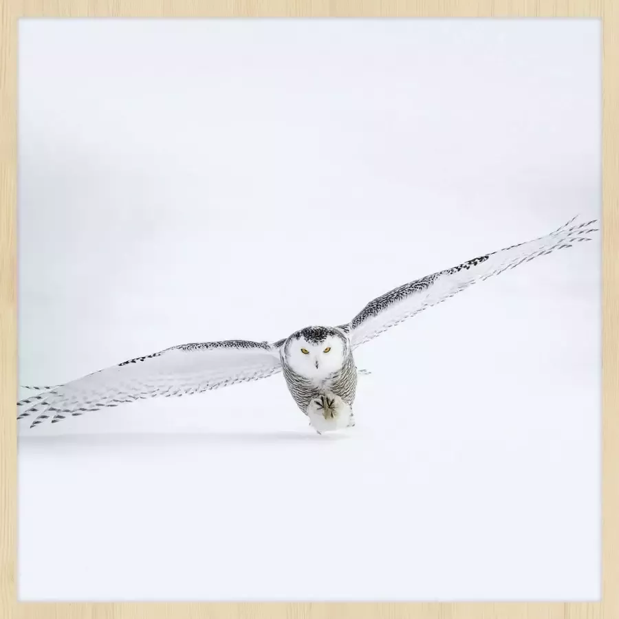 WANDKRAFT Schilderij uil Collectie Bright wings Forex met blanke lijst 118x70cm - Foto 1