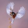 WANDKRAFT Schilderij kolibri Collectie Bright wings Dibond wit 70x118cm - Thumbnail 2