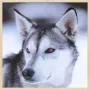 WANDKRAFT Schilderij wolf Collectie european wildlife Forex met blanke lijst 98x148cm - Thumbnail 1