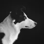 WANDKRAFT Schilderij hond border collie Collectie faces Dibond wit 70x118cm - Thumbnail 1