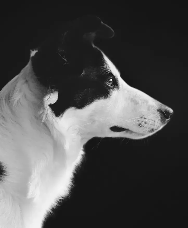 WANDKRAFT Schilderij hond border collie Collectie faces Dibond wit 98x148cm - Foto 1