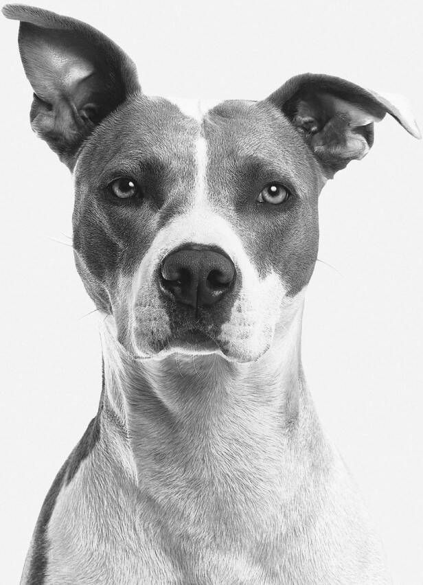 WANDKRAFT Schilderij hond Amerikaanse steafford Collectie faces Glas 70x118cm