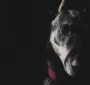 WANDKRAFT Schilderij hond dobberman Collectie faces Dibond wit 118x70cm - Thumbnail 1