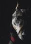 WANDKRAFT Schilderij hond dobberman Collectie faces Dibond wit 118x70cm - Thumbnail 2