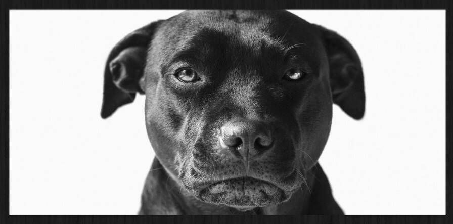 WANDKRAFT Schilderij labrador zwart Collectie faces Forex met zwarte lijst 148x98cm - Foto 2