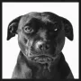 WANDKRAFT Schilderij labrador zwart Collectie faces Forex met zwarte lijst 118x70cm - Thumbnail 2
