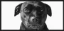 WANDKRAFT Schilderij labrador zwart Collectie faces Forex met zwarte lijst 118x70cm - Thumbnail 1