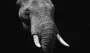 WANDKRAFT Schilderij olifant Collectie faces Dibond wit 148x98cm - Thumbnail 3