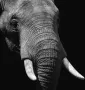 WANDKRAFT Schilderij olifant Collectie faces Dibond wit 148x98cm - Thumbnail 1