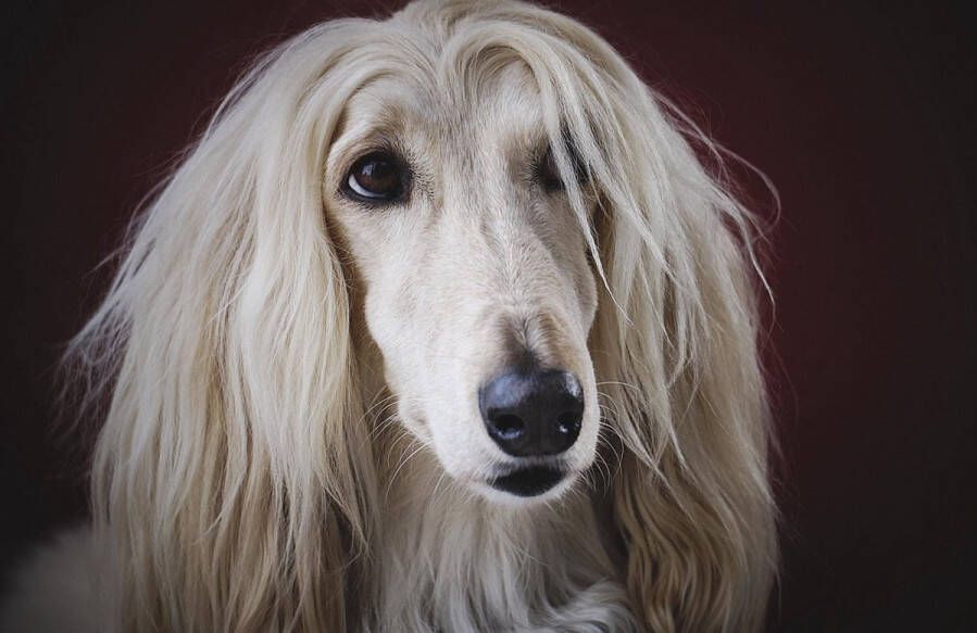 WANDKRAFT faces 009 stijlvol luxe 118x70cm 118x70x