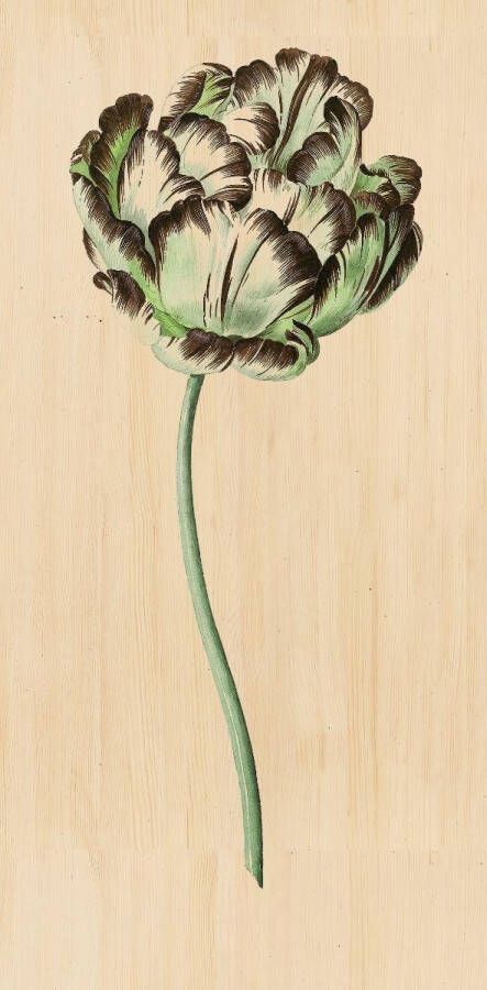 WANDKRAFT Schilderij bloem Collectie Botanical stories Hout met leren lussen 70x118cm