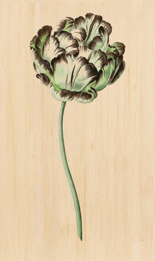 WANDKRAFT Schilderij bloem Collectie Botanical stories Hout met leren lussen 70x118cm