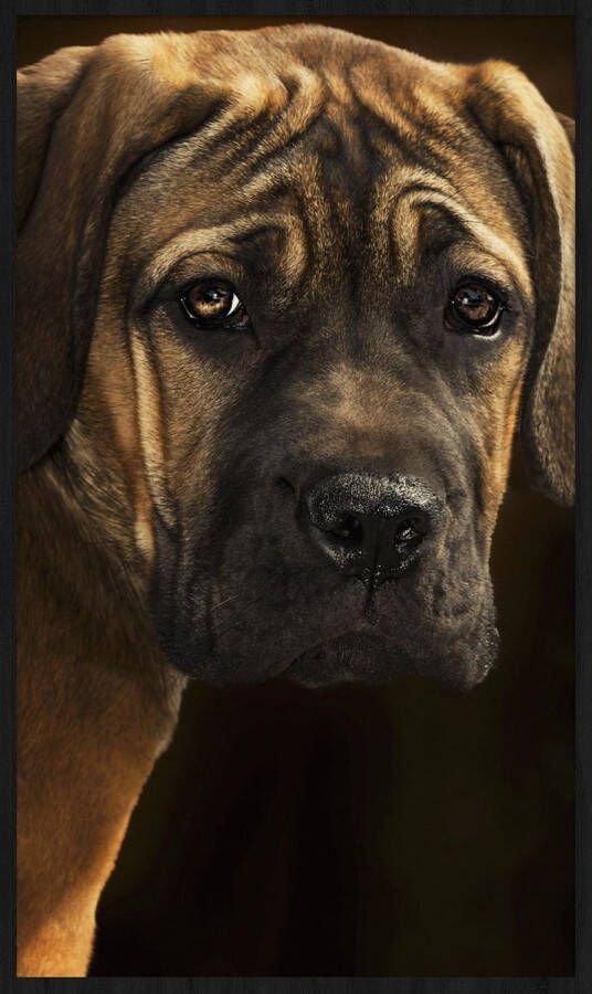 WANDKRAFT Schilderij Bordeaux hond Collectie faces Forex met zwarte lijst 70x118cm