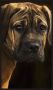 WANDKRAFT Schilderij Bordeaux hond Collectie faces Forex met zwarte lijst 98x148cm - Thumbnail 3